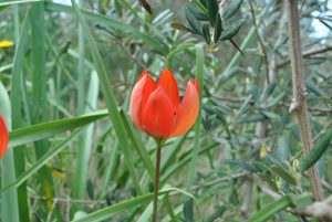 Tulipa goulimyi – Τουλίπα γουλιμή