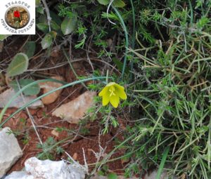 Fritillaria conika – Φριτιλλάρια η κωνική